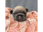 French Bulldog Puppy for sale in Plymouth, IN, USA