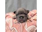 French Bulldog Puppy for sale in Plymouth, IN, USA
