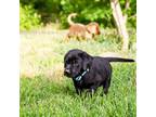 Labrador Retriever Puppy for sale in Ruther Glen, VA, USA