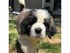 Saint Bernard Puppy for sale in Placerville, CA, USA