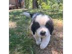 Saint Bernard Puppy for sale in Placerville, CA, USA