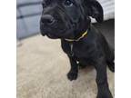 Cane Corso Puppy for sale in Morgantown, WV, USA