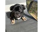 French Bulldog Puppy for sale in Blakeslee, PA, USA