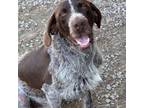 German Wirehaired Pointer Puppy for sale in Cullman, AL, USA