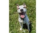 Adopt Sergeant Stubby a American Staffordshire Terrier