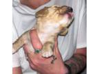 Dachshund Puppy for sale in Martinsville, VA, USA