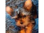 Yorkshire Terrier Puppy for sale in Starr, SC, USA