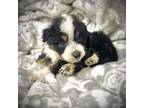 Mutt Puppy for sale in Spring Grove, VA, USA