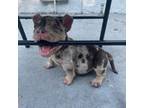 Mutt Puppy for sale in Fort Pierce, FL, USA