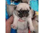 Mutt Puppy for sale in Fremont, MI, USA