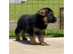 German Shepherd Dog Puppy for sale in Reidsville, GA, USA