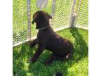 Labrador Retriever Puppy for sale in Isanti, MN, USA