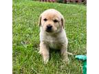 Labrador Retriever Puppy for sale in Athens, MI, USA