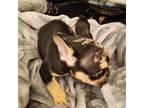 French Bulldog Puppy for sale in Cheraw, SC, USA