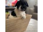 Shorkie Tzu Puppy for sale in Warren, MI, USA