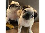 Pug Puppy for sale in Indianapolis, IN, USA