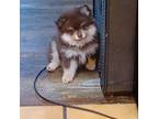 Pomeranian Puppy for sale in Beaufort, SC, USA