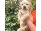 Golden Retriever Puppy for sale in Bloomington, CA, USA