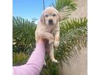 Golden Retriever Puppy for sale in Bloomington, CA, USA