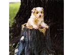 Miniature Australian Shepherd Puppy for sale in Chilhowie, VA, USA