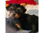 Yorkshire Terrier Puppy for sale in San Antonio, TX, USA
