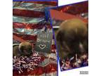 Pembroke Welsh Corgi Puppy for sale in Downsville, LA, USA