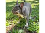 French Bulldog Puppy for sale in Chattanooga, TN, USA