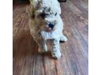 Poodle (Toy) Puppy for sale in Saint Louis, MO, USA
