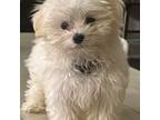 Maltese Puppy for sale in Gardendale, AL, USA