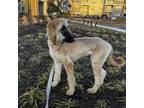 Afghan Hound Puppy for sale in Orlando, FL, USA