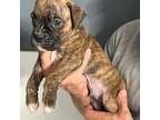 Boxer Puppy for sale in Scobey, MS, USA