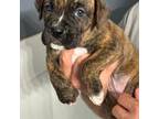 Boxer Puppy for sale in Scobey, MS, USA