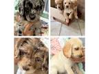 Labradoodle Puppy for sale in Robertsdale, AL, USA