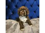Cocker Spaniel Puppy for sale in Universal City, TX, USA