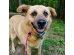 Adopt Hector a Mixed Breed