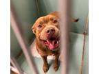 Adopt Rusty a Pit Bull Terrier, Hound