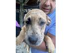 Adopt Braxton a Catahoula Leopard Dog, Pit Bull Terrier