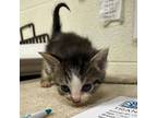 Adopt Chex Mix a Domestic Short Hair