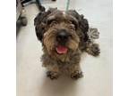 Adopt Edward a Poodle, Mixed Breed