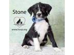Adopt Stone a Terrier