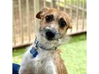 Adopt Beethoven -Chino Hills Location a Terrier