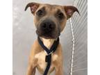 Adopt Duce a Pit Bull Terrier