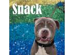 Adopt Snack a Mixed Breed
