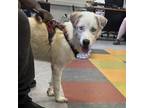 Adopt Pupperroo a Mixed Breed