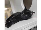 Whimsy Domestic Shorthair Young Female