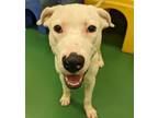 Adopt Tommy a Pit Bull Terrier, Mixed Breed
