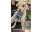 Adopt Ernest a Pit Bull Terrier, Mixed Breed