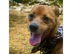 Adopt Clancy a Mixed Breed
