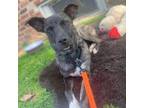 Adopt Chocolate Chip a Mixed Breed