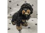 Adopt Watson a Cavalier King Charles Spaniel, Poodle